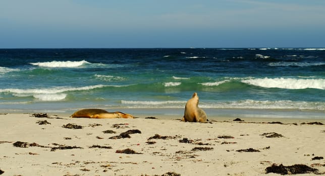 Sea-dogs (seals) on the beautiful beach at the sunny day in summer