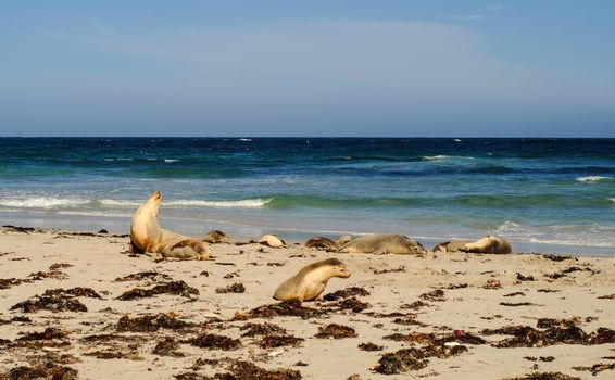 Sea-dogs (seals) playing on the beautiful beach at the sunny day in summer