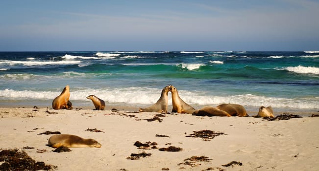 Sea-dogs (seals) playing on the beautiful beach at the sunny day in southern Australia.