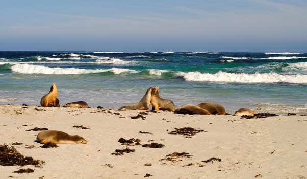 Sea-dogs (seals) playing on the beautiful beach at the sunny day in southern Australia.