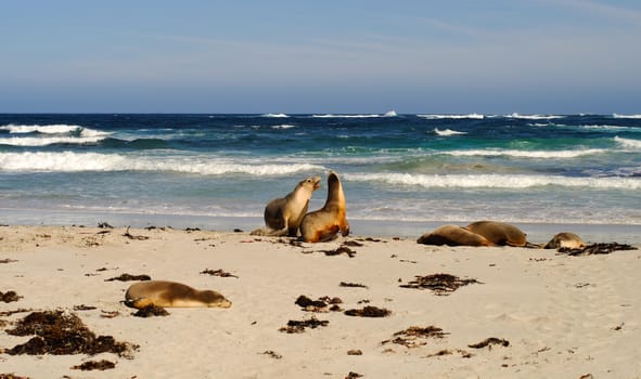 Sea-dogs (seals) playing on the beautiful beach at summer day in southern Australia.