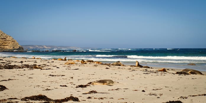 Sea-dogs (called seals) playing on the beautiful beach at summer day in southern Australia.