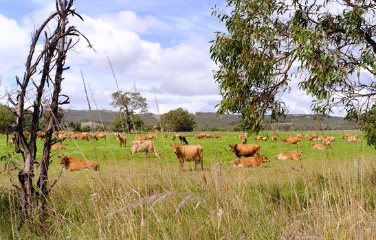 Cows are grazing in a beautiful green meadow in Southern Australia.