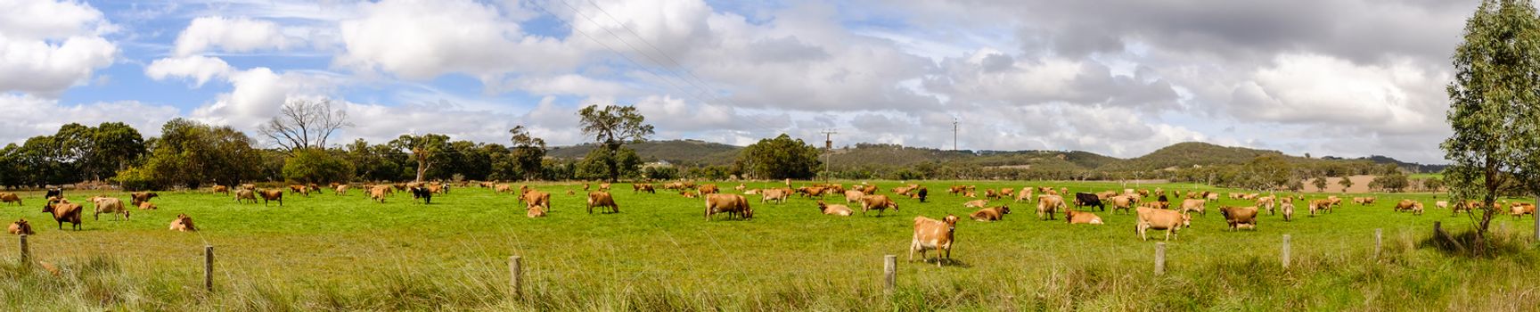 Panorama view of the beautiful green meadow with cows in Southern Australia.