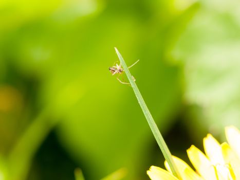 a small little delicate spider hanging onto the end of a green grass blade in spring macro blur