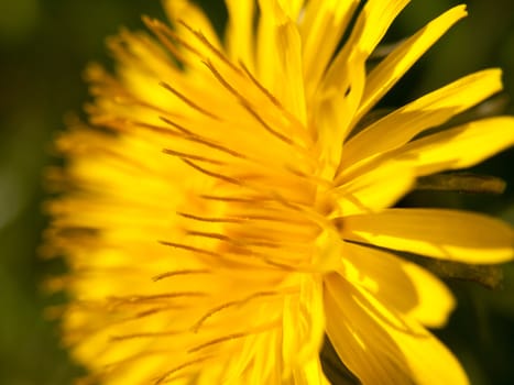 a close up of a dandelion yellow head with fine texture and detail and selective blur and focus in light spring heat and portrait beautiful