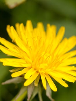 a yellow dandelion flower head in spring from the side in spring