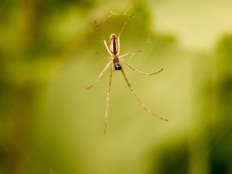 a spider hanging on its web outside waiting to catch some flies and eat them spread out