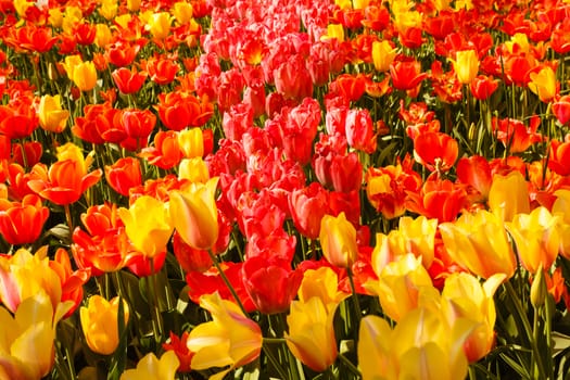 an expanse of coloured tulips illuminated by the sun