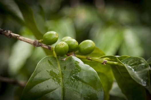 Coffee growing on a coffee tree on a farm in Guatemala