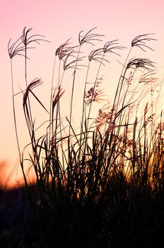 Grass in Silhoutte with pink and yellow sunset