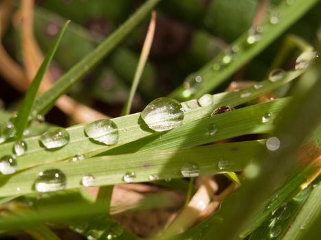 lush wet grass with big blobs of water droplets and lovely spring light on ground floor of forest and meadow outside in the park in summer