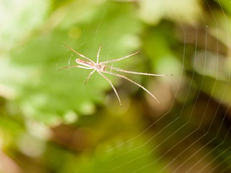 a menacing and thing spider sitting resting on its web outside macro close up waiting