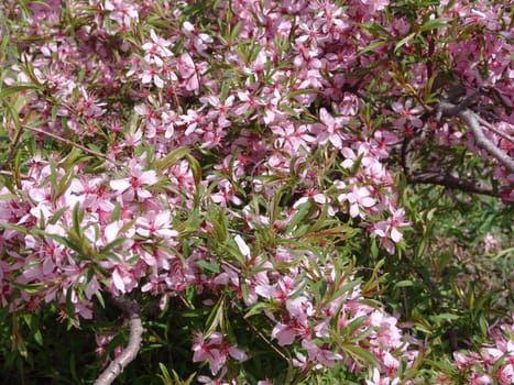 Background of beautiful pink  flowers