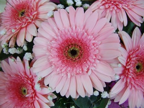 Pink gerbera