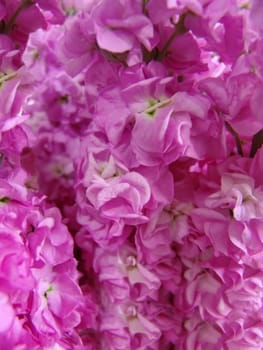 Background of beautiful pink  flowers