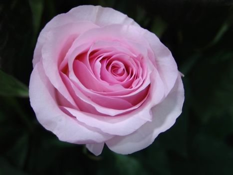 Pink rose