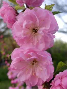 Sakura pink flower