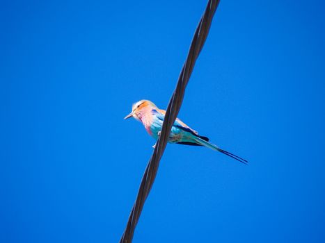 Bird on a wire, low angle point of view of lilac breasted roller.