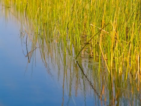 Environmental bright greens of swamp reeds against clear blue water