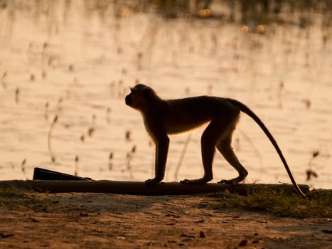 Silhouette monkey walking along log by Okavango swamp