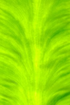 Green leaf Background.
