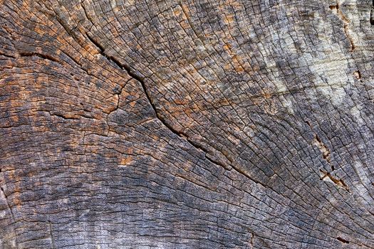 Wood Stump Background.