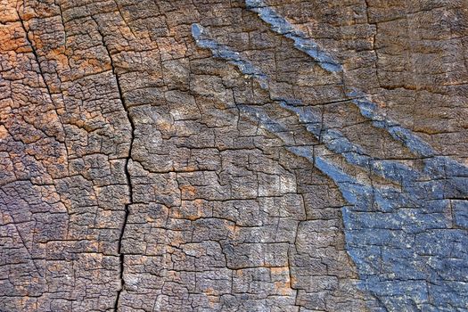 Wood Stump Background.