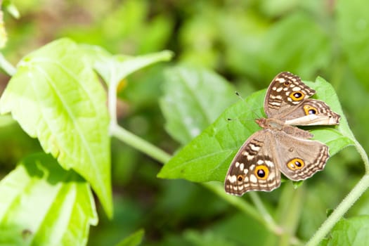 Soft focus. Butterfly on the leaf in the garden.