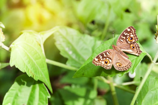 Soft focus. Butterfly on the leaf in the garden.