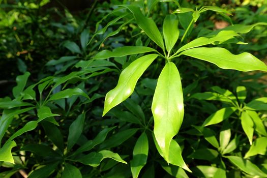 Edible-stemed Vine (Schefflera leucantha Vig.)