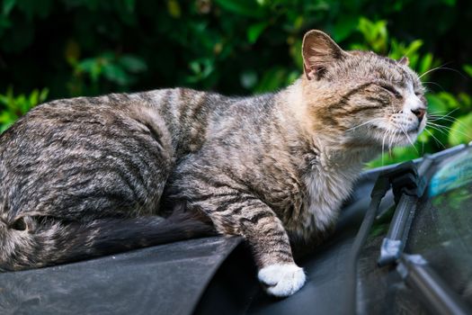 A lazy brown striped cat laying down on the car windshield