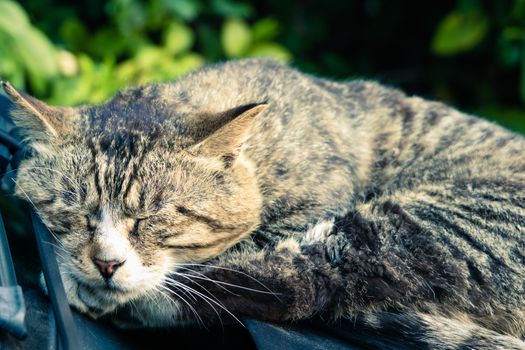 A sweet dream of lazy brown striped cat laying down on the car windshield