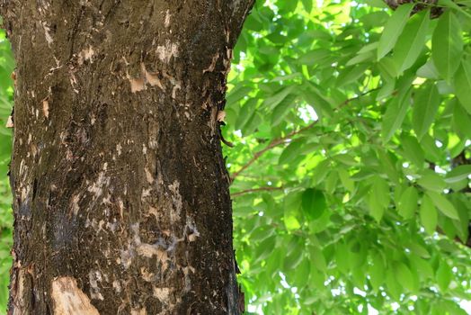 Bottom View of Green Tree in the Garden Background.