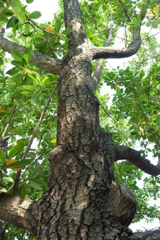 Bottom View of Green Tree in the Garden Background.