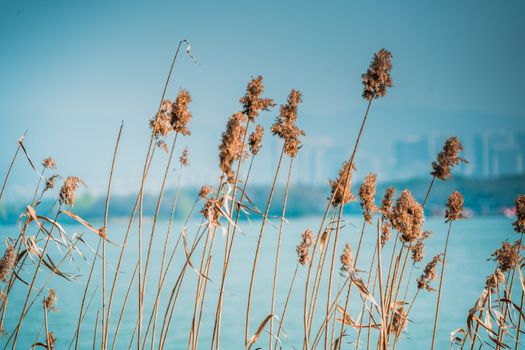 Close up flower grass on blue sky and river background