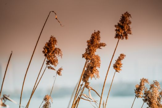 Blur background of  grass flowers on sunset scenery with warm tone filter