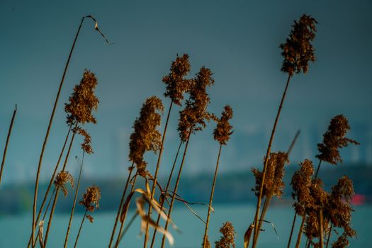 Close up flower grass on blue sky and river background