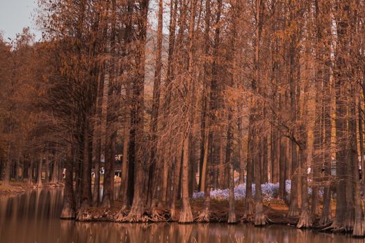 Landscape - Pine park with grass flower in winter season