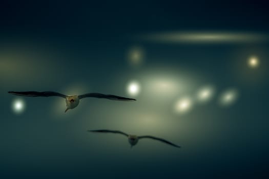 Abstract color background of group seagull flying