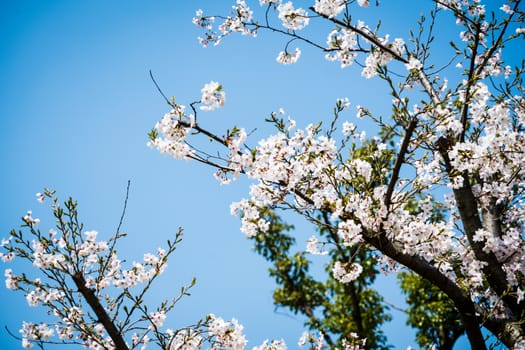 Sweet cherry blossom blooming in sunshine day