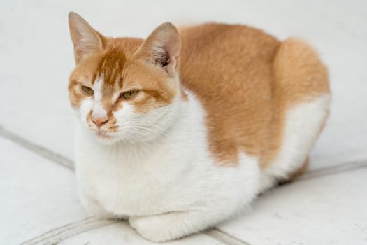 portrait of white-light brown cat sitting on the floor isolated on blur background
