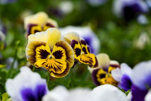 close up of dark yellow brown pansies