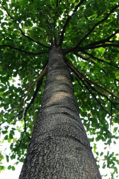 Bottom View of Tree in Park.