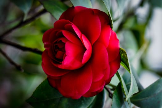 A red rose on the tree in blurred background