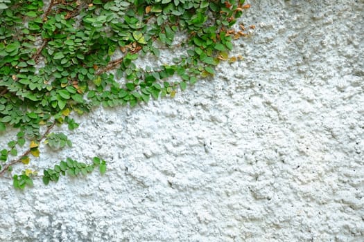 Green leaves on White Cement Texture Background.