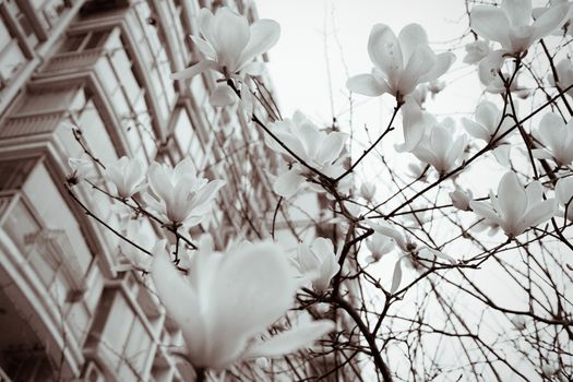 Magnolia flowers in spring season - black and white