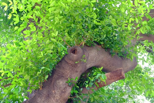 Tree in Park.