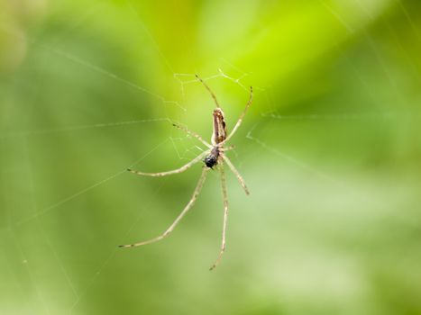 a spider hanging down close up on a web in the spring light with detail interesting