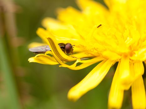 yellow dandelion macro taken from the side close up with a fly eating and resting on it clear sharp eyes cool